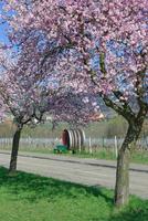 mandorla albero nel fioritura, palatinato vino regione,renania-palatinato,germania foto