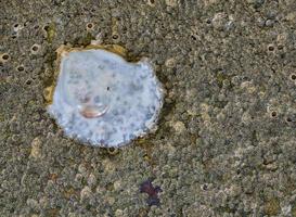 ostrica --magallana gigas-- conchiglia e ghianda cirripedi --semibalano balanoides-- insieme su un' pietra, nord mare, germania foto