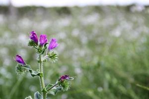 selvaggio fiori nel il fiorito prato foto