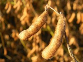 dettaglio di il soia baccello nel il piantagione di il campo foto