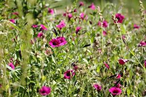 selvaggio fiori nel il fiorito prato foto