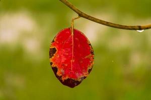 verde giallo e rosso autunno le foglie sotto il pioggia foto