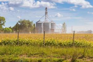 soia piantagione nel il campo con sfocato silos nel il sfondo foto