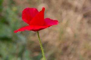 dettaglio di il rosso papavero fiorellino nel il primavera foto