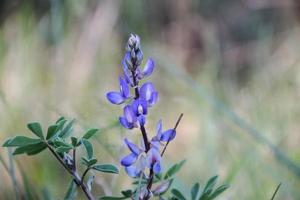 selvaggio fiori nel il fiorito prato foto