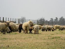 pecora azienda agricola nel pampa argentina, Provincia di Santa fe foto