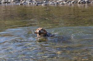 bastardo cane nuoto felicemente nel il ruscello con il bastone nel il suo bocca foto