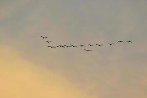 uccelli volante in tramonto cielo foto