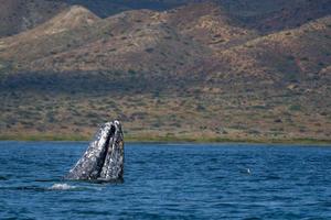 grigio balena mentre Hopping spionaggio al di fuori il mare foto