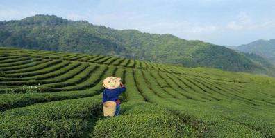 asiatico donna nel tradizionale stoffa raccolta fresco tè partire nel il mattina nel sua collina lato tè agricoltura e piantagione attività commerciale concetto foto