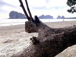 avvicinamento di il superficie di il grande albero di il mare. foto