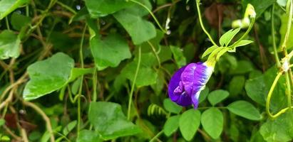 freschezza blu, viola o pisello fiore con verde le foglie sfocato sfondo e copia spazio. erba, cibo, erbaceo e bellezza di natura. scientifico nome di fiore è Clitoria ternatea l foto