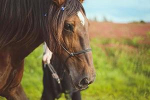 vicino su cavallo con intrecciato capelli e decorazione con fiori concetto foto