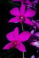 bunga anggrek ungu o viola orchidea fiore orchidaceae attraente fiorito impianti. selettivo messa a fuoco foto