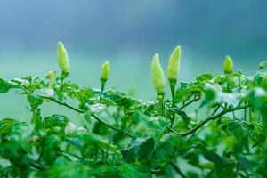 verde peperoncini nel il giardino nel il mattina, pronto per essere raccolto foto