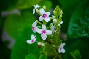 fiore Guarda a Come bellissimo Questo leggermente illuminata dal sole fiore è 01 foto