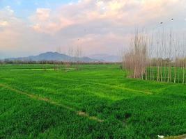 verde i campi con nube e cielo foto