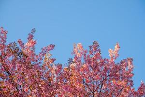 prunus cerasoides a chiang Mai Tailandia foto