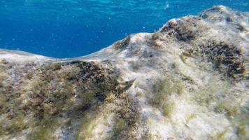 sardegna cristallo acqua subacqueo Visualizza mentre immersione foto