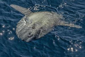 sunfish su mare superficie mentre mangiare velella Medusa foto