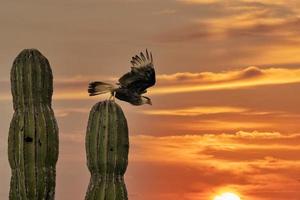 Caracara cheriway crestato falco su cactus a tramonto foto