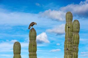 Caracara cheriway crestato falco su cactus foto