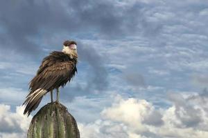 Caracara cheriway crestato falco su cactus foto