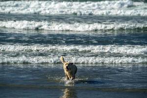bianca lupo cane su il spiaggia foto