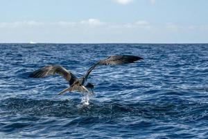 fregata uccello mentre attraente un' pesce foto