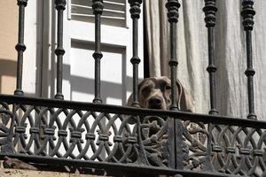 solitario cane in attesa a il balcone foto