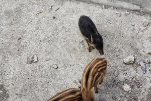 suino febbre selvaggio cinghiale nel Genova cittadina bisagno fiume urbano natura guardare per cibo nel spazzatura e riposo foto