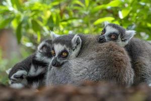 lemure scimmia mammifero vicino su ritratto foto