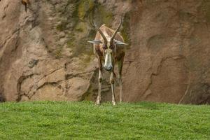 blesbok africano antilope vicino su ritratto foto