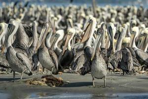 pellicano colonia molti uccelli nel baja California foto