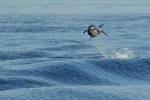 a strisce delfini mentre salto nel il in profondità blu mare foto