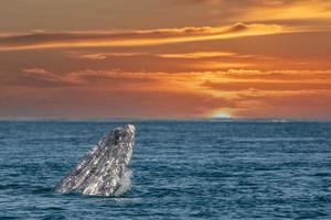 grigio balena mentre Hopping spionaggio al di fuori il mare a tramonto foto