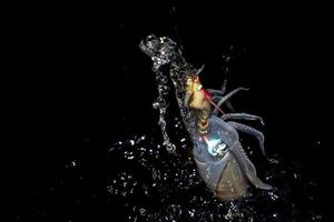 vivere calamaro seppia subacqueo a notte mentre essere pescato foto