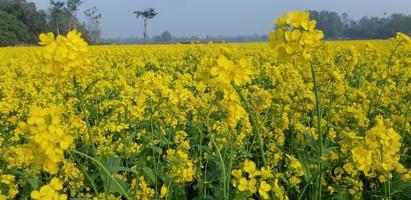 paesaggio di un' campo di giallo stupro o canola fiori, cresciuto per il colza olio Ritaglia foto