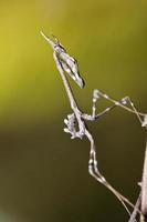 mantide palo empusa pennata foto