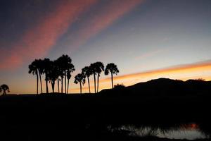 palme a tramonto foto