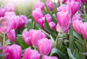 rosa tulipano fiore i campi fioritura nel il giardino foto