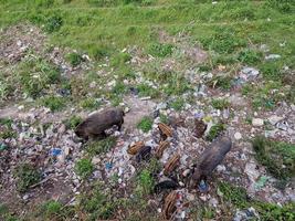 suino febbre selvaggio cinghiale nel Genova cittadina bisagno fiume urbano natura guardare per cibo nel spazzatura e riposo foto