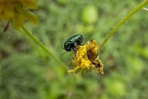 criptocefalo sp verde scarafaggio su giallo dente di leone foto