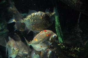 piranha pesce subacqueo vicino su ritratto foto