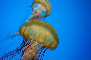 Pacifico mare ortica Medusa subacqueo foto
