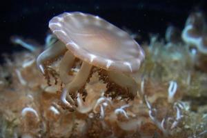 sottosopra giù gelatina pesce subacqueo foto