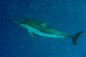delfino in mare foto