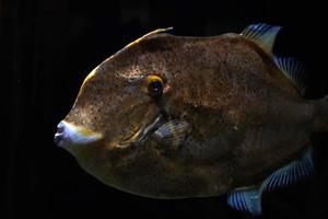 planegead filefish stephanolepis hispidus atlantico oceano subacqueo foto