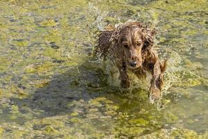 cucciolo giovane cane inglese cocker spaniel mentre nel il acqua palude foto