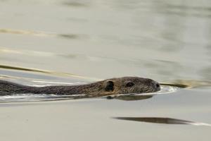 isolato castoro nutria mentre nuoto foto